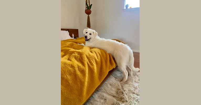 Photo of Opal, a Great Pyrenees and German Shepherd Dog mix in San Antonio, Texas, USA