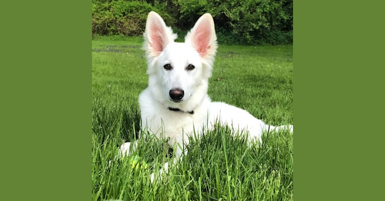 Kira, a White Shepherd tested with EmbarkVet.com