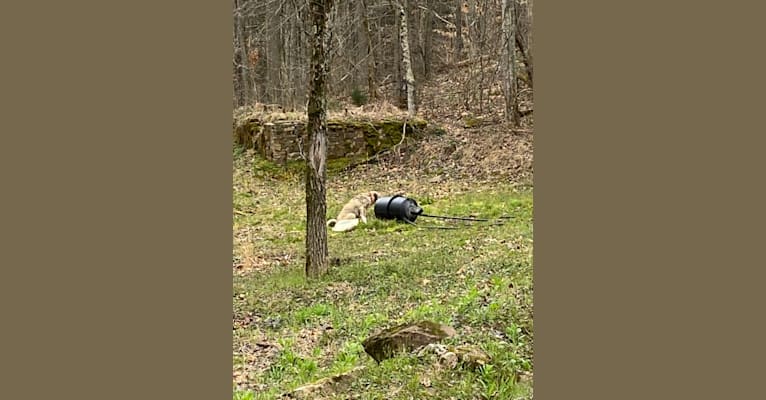 Photo of Princess, an Anatolian Shepherd Dog  in Forest Grove, NC, USA