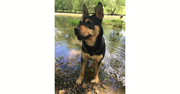 Harper, an Australian Cattle Dog and Chinese Shar-Pei mix tested with EmbarkVet.com