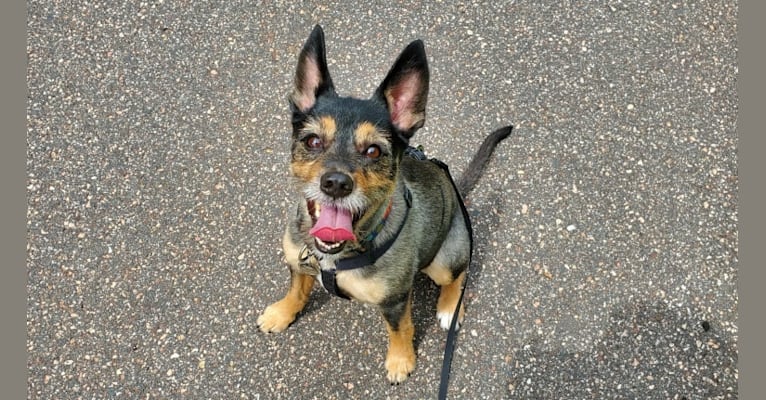 Baylee, a Yorkshire Terrier and German Shepherd Dog mix tested with EmbarkVet.com