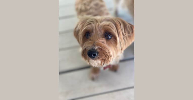 Winslow, a Yorkshire Terrier and Dachshund mix tested with EmbarkVet.com