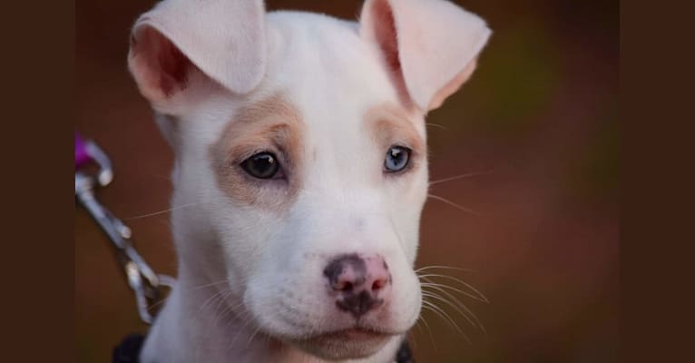 Photo of Aurora(Rory), an American Pit Bull Terrier, Australian Shepherd, and Boxer mix in Cincinnati, Ohio, USA
