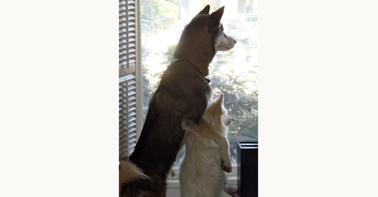 Romeo, an American Eskimo Dog tested with EmbarkVet.com