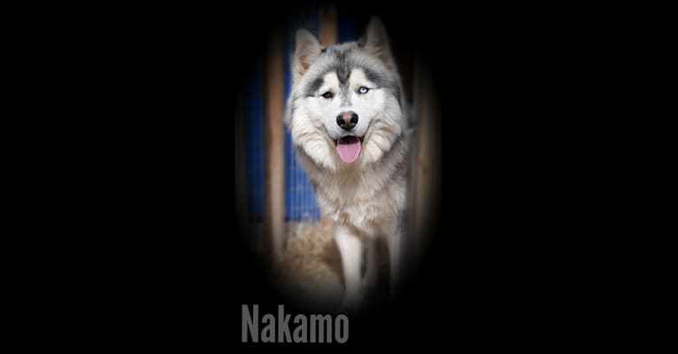 Nakamo, a Siberian Husky tested with EmbarkVet.com