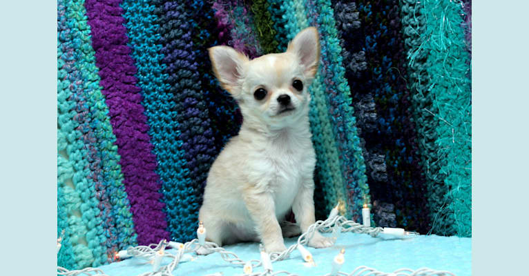 Photo of Necco, a Chihuahua 