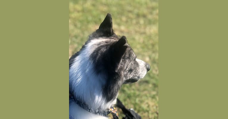 Boogie, an American Eskimo Dog and Australian Cattle Dog mix tested with EmbarkVet.com