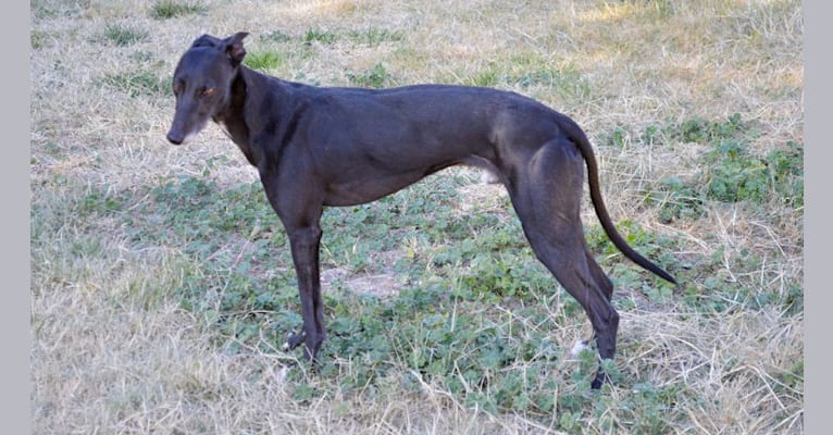 Checkmate, a Whippet tested with EmbarkVet.com