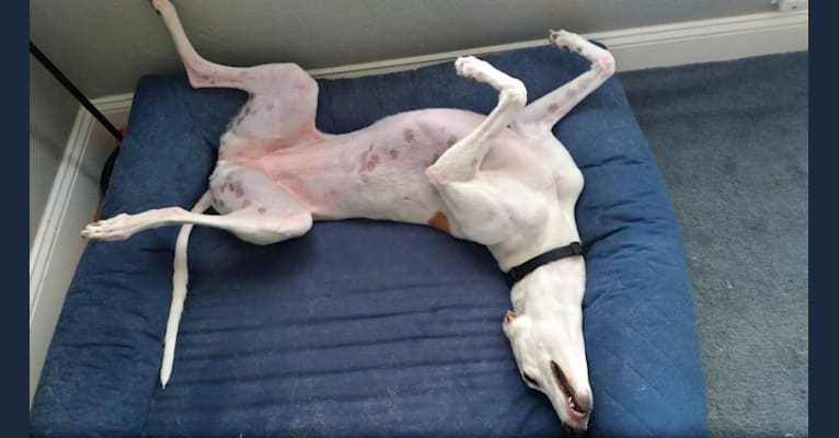 Wing It!, a Greyhound tested with EmbarkVet.com