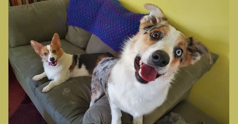 Ziggy Stardust, a Miniature/MAS-type Australian Shepherd and Pembroke Welsh Corgi mix tested with EmbarkVet.com