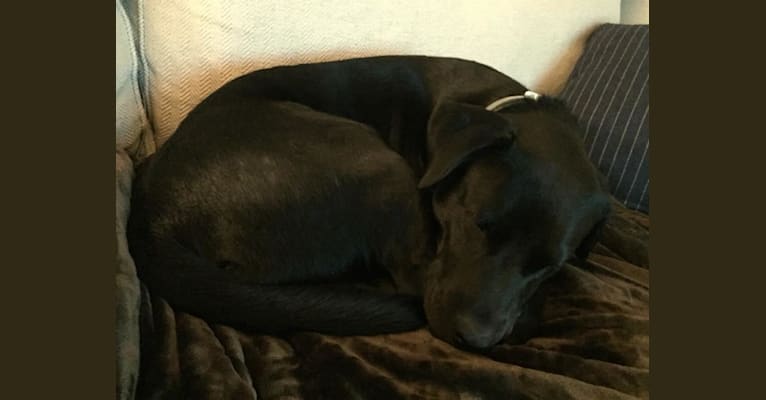 Douglas, a Labrador Retriever and Staffordshire Terrier mix tested with EmbarkVet.com