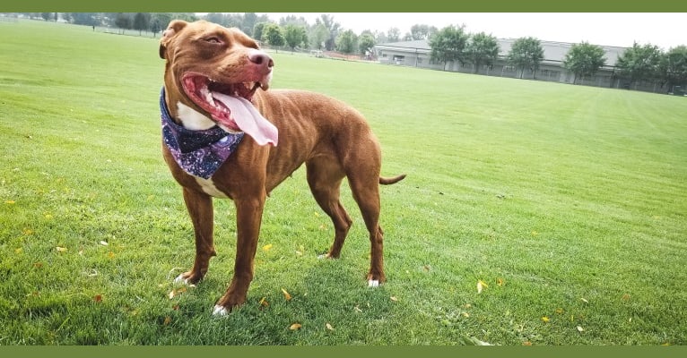 KIBA, an American Pit Bull Terrier tested with EmbarkVet.com