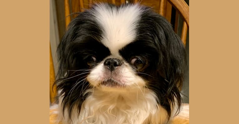 Photo of Maddy, a Japanese Chin  in Vojens, Denmark