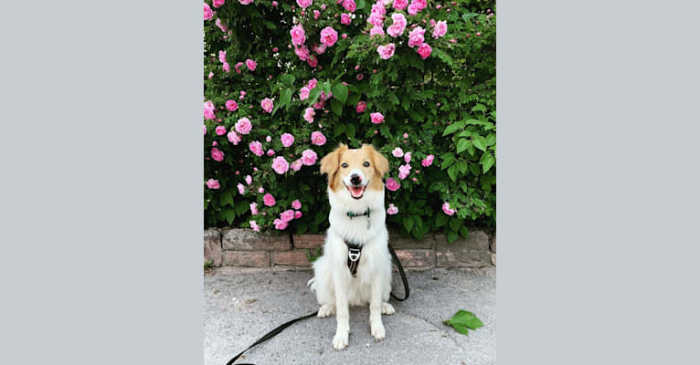 Hjalmar, a Border Collie and Russell-type Terrier mix tested with EmbarkVet.com