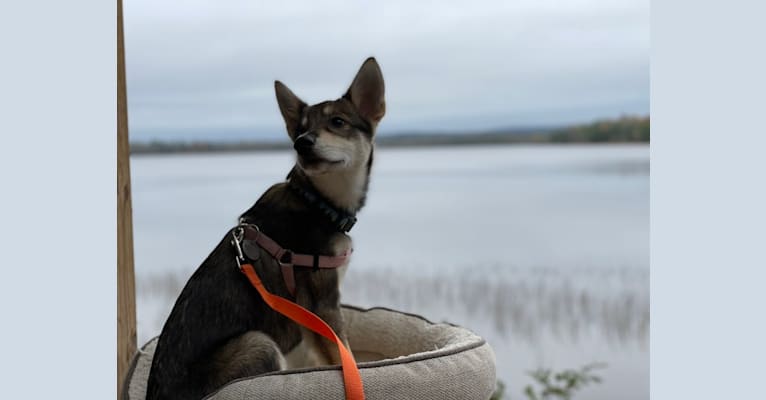 Wasali, an Alaskan-type Husky tested with EmbarkVet.com