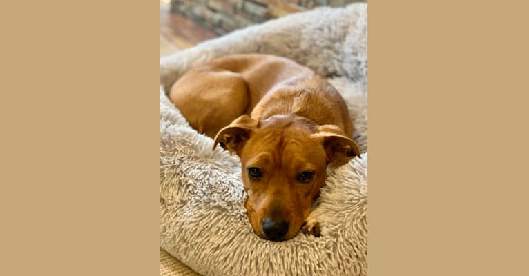 Photo of Uma, an American Bully, Australian Cattle Dog, German Shepherd Dog, Poodle (Standard), American Pit Bull Terrier, and Mixed mix in Portland, OR, USA