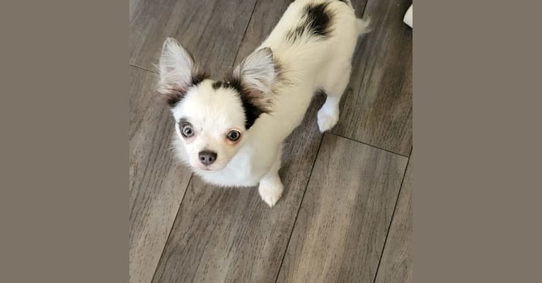 Paxton, a Chihuahua tested with EmbarkVet.com