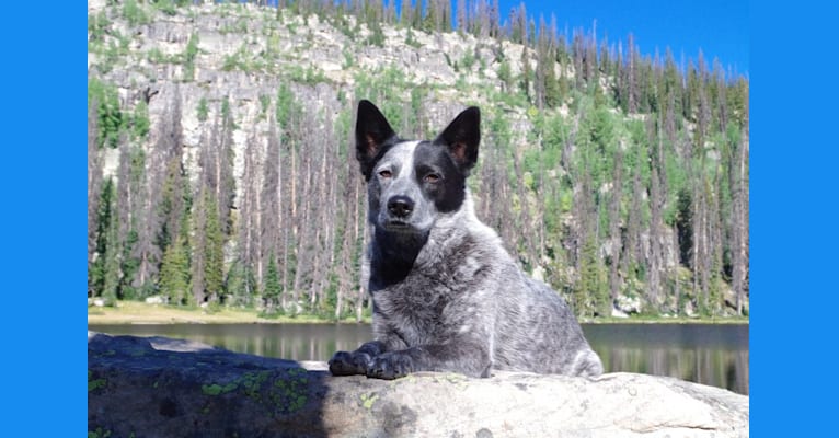 Trace, an Australian Cattle Dog and Koolie mix tested with EmbarkVet.com