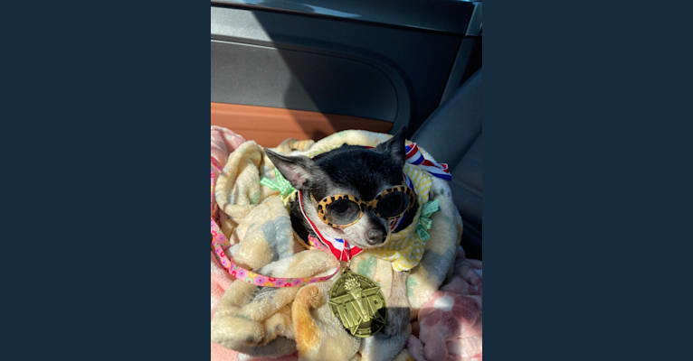 Alice, a Chihuahua tested with EmbarkVet.com