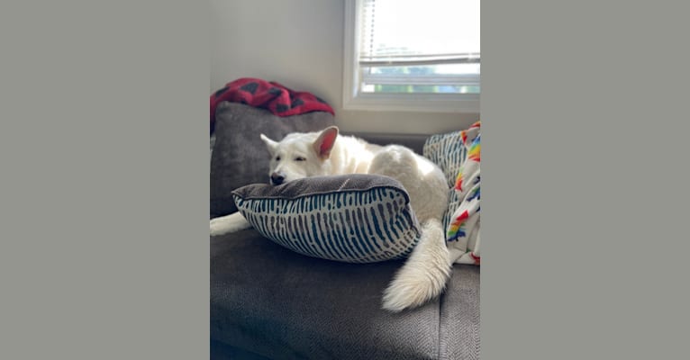 Apollo, a German Shepherd Dog and Maremma Sheepdog mix tested with EmbarkVet.com