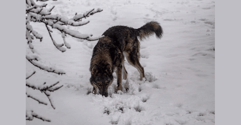 Photo of Riley, a German Shepherd Dog, Siberian Husky, and Alaskan Malamute mix in Ogden, Utah, USA