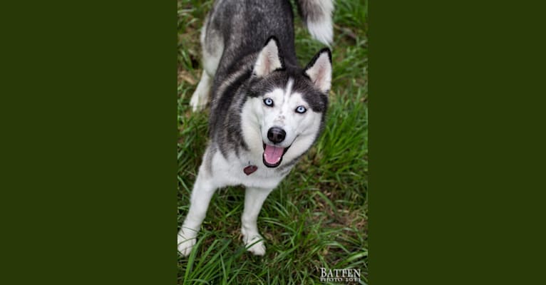 Willow, a Siberian Husky tested with EmbarkVet.com