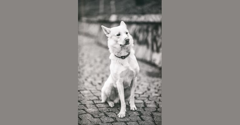 Calaf Storytelling, a Canaan Dog tested with EmbarkVet.com