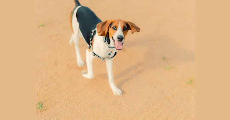 Carl, a Treeing Walker Coonhound tested with EmbarkVet.com