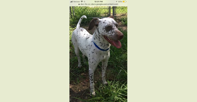 Jolie, a Rat Terrier and American Pit Bull Terrier mix tested with EmbarkVet.com