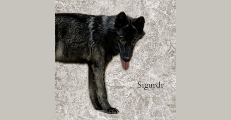 Sigurdr a dog tested with EmbarkVet.com