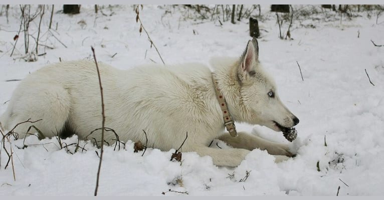 Photo of DEMON, a Siberian Husky mix in Санкт-Петербург, Россия