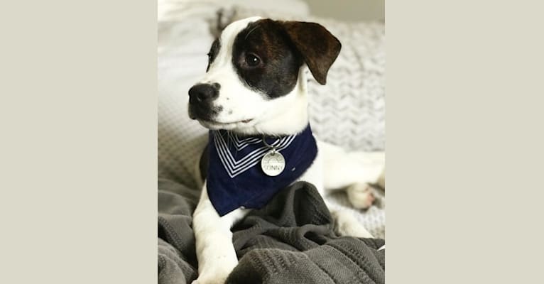 Photo of Sonny, a Boxer, American Pit Bull Terrier, Australian Cattle Dog, and Mixed mix in Oklahoma City, Oklahoma, USA