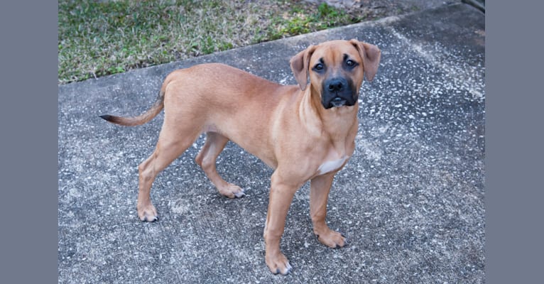 embark dog dna test breed