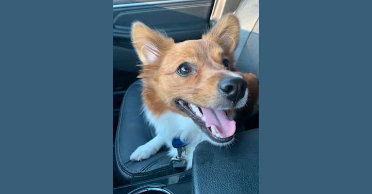 Photo of Taco, a Pomeranian, Chihuahua, Dachshund, Poodle (Small), and Papillon mix in Justin, Texas, USA