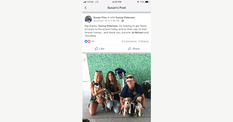Zayda, an American Pit Bull Terrier and Doberman Pinscher mix tested with EmbarkVet.com