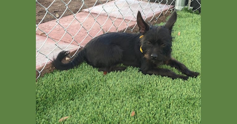 Embark Dog DNA Test - Breed