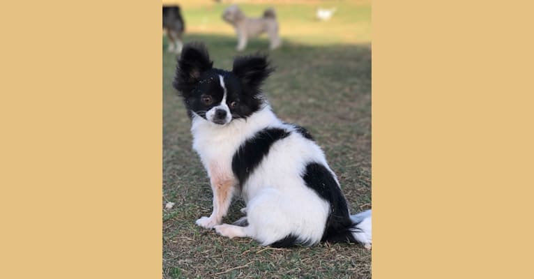 Scout, a Chihuahua tested with EmbarkVet.com