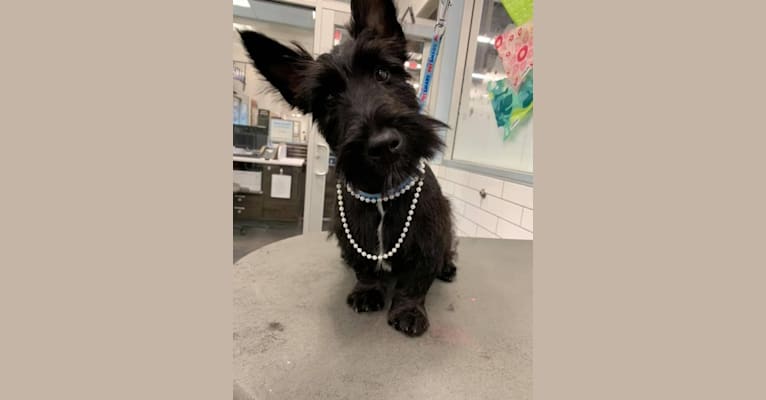 Okie, a Scottish Terrier tested with EmbarkVet.com