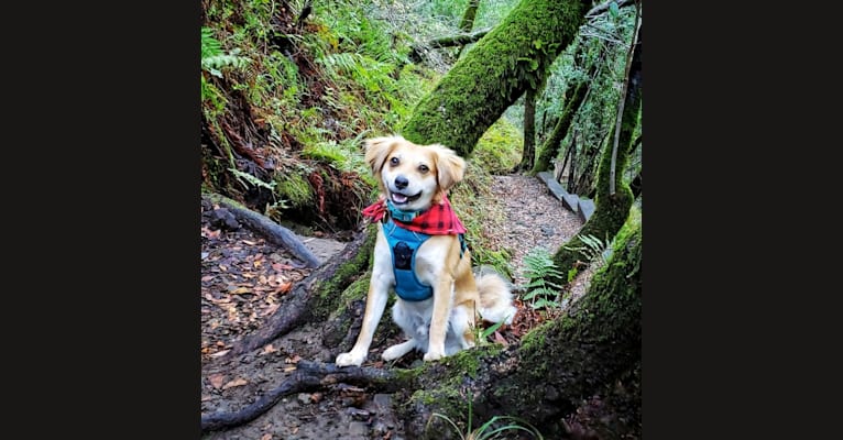 Photo of Dougie, a Chihuahua, Dachshund, and Pug mix in Bellingham, Washington, USA