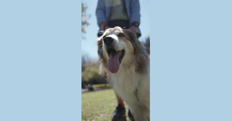 Captain, a Formosan Mountain Dog and Cocker Spaniel mix tested with EmbarkVet.com