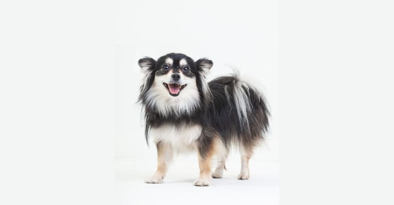 Tilly, a Pomeranian and Chihuahua mix tested with EmbarkVet.com