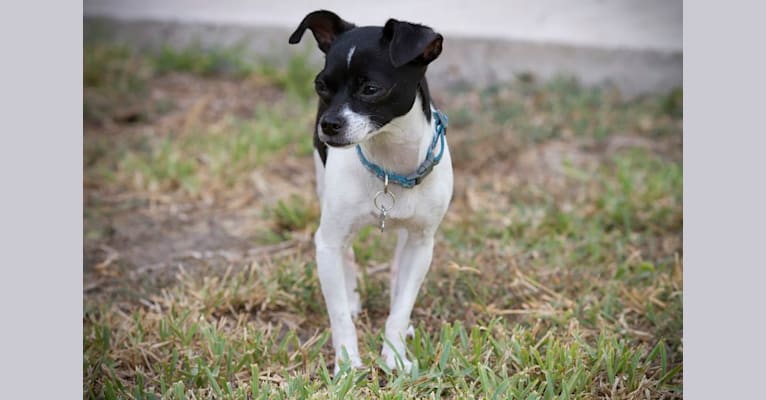 Daisy, a Chihuahua and Shih Tzu mix tested with EmbarkVet.com