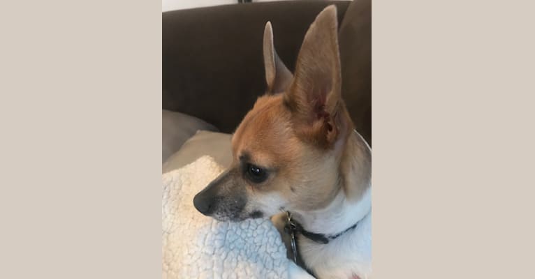 Loki, a Chihuahua and Pomeranian mix tested with EmbarkVet.com