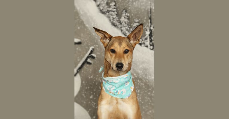 Niiv, a Siberian Husky and German Shepherd Dog mix tested with EmbarkVet.com