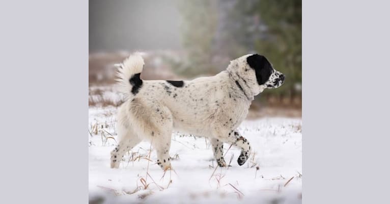Fargo, a Central Asian Shepherd Dog tested with EmbarkVet.com