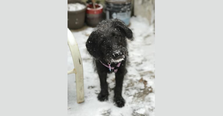 Cora, a German Shepherd Dog and Poodle (Standard) mix tested with EmbarkVet.com