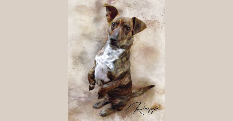 Reggie, a Dachshund and Rat Terrier mix tested with EmbarkVet.com