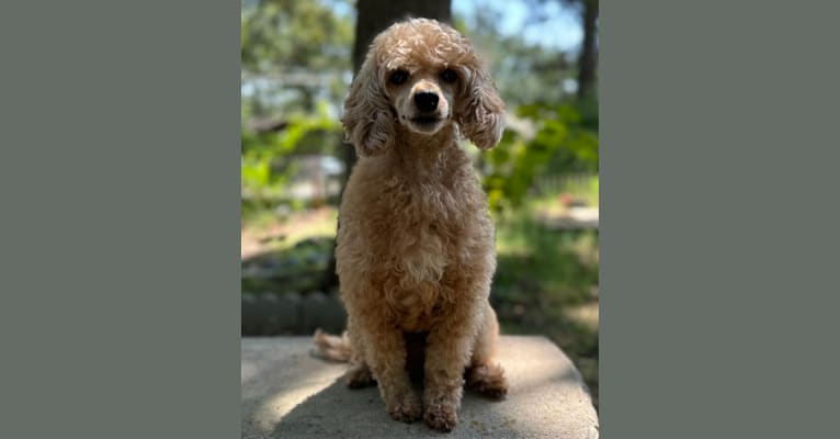 Pippi, a Poodle tested with EmbarkVet.com