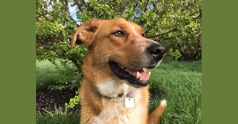 Mickee, a Golden Retriever and Border Collie mix tested with EmbarkVet.com