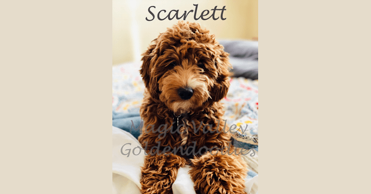 Scarlett, a Goldendoodle tested with EmbarkVet.com